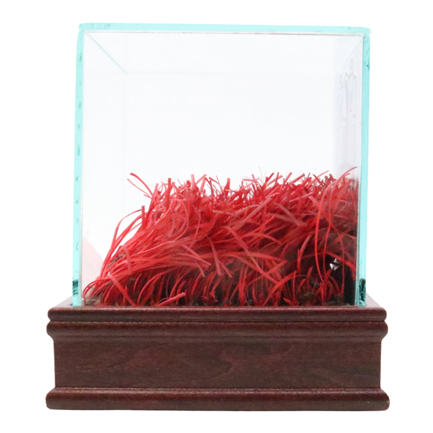 Ohio State Buckeyes Authentic Endzone Turf in Desktop Display Case - Side View